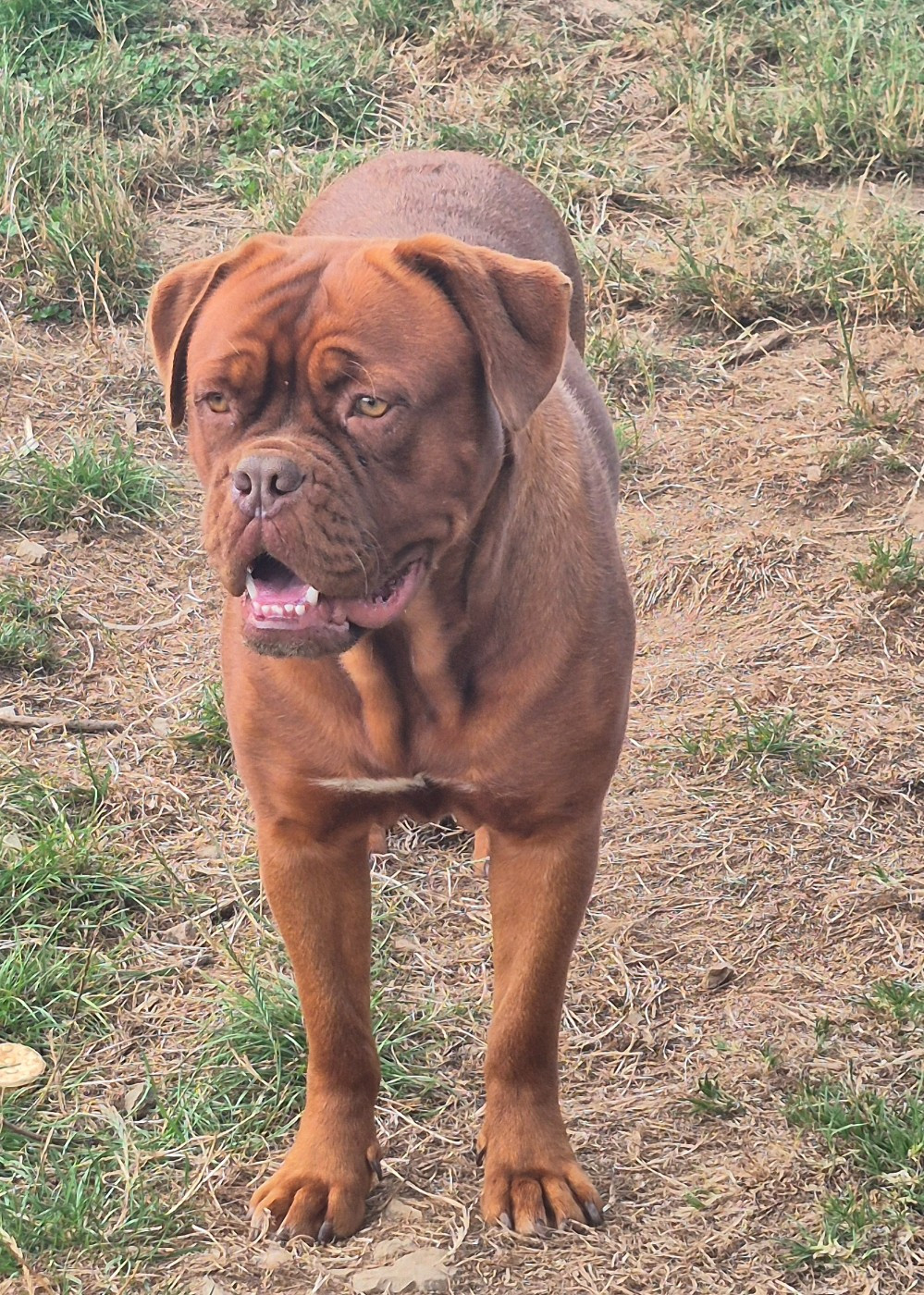 Venus Of Holly's Kingdom