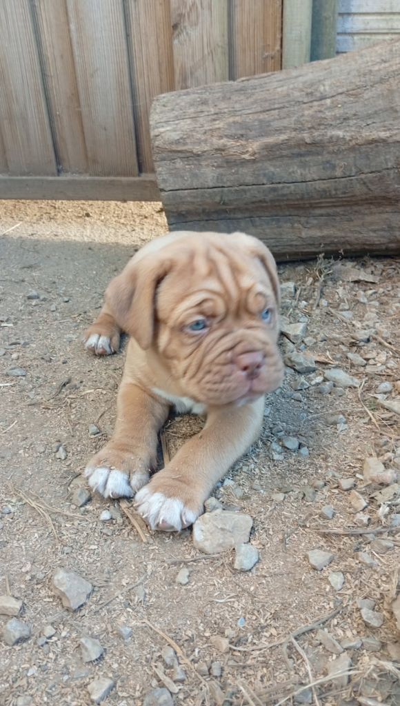 Des Terres Sacrées De Ty Scao - Dogue de Bordeaux - Portée née le 05/09/2025