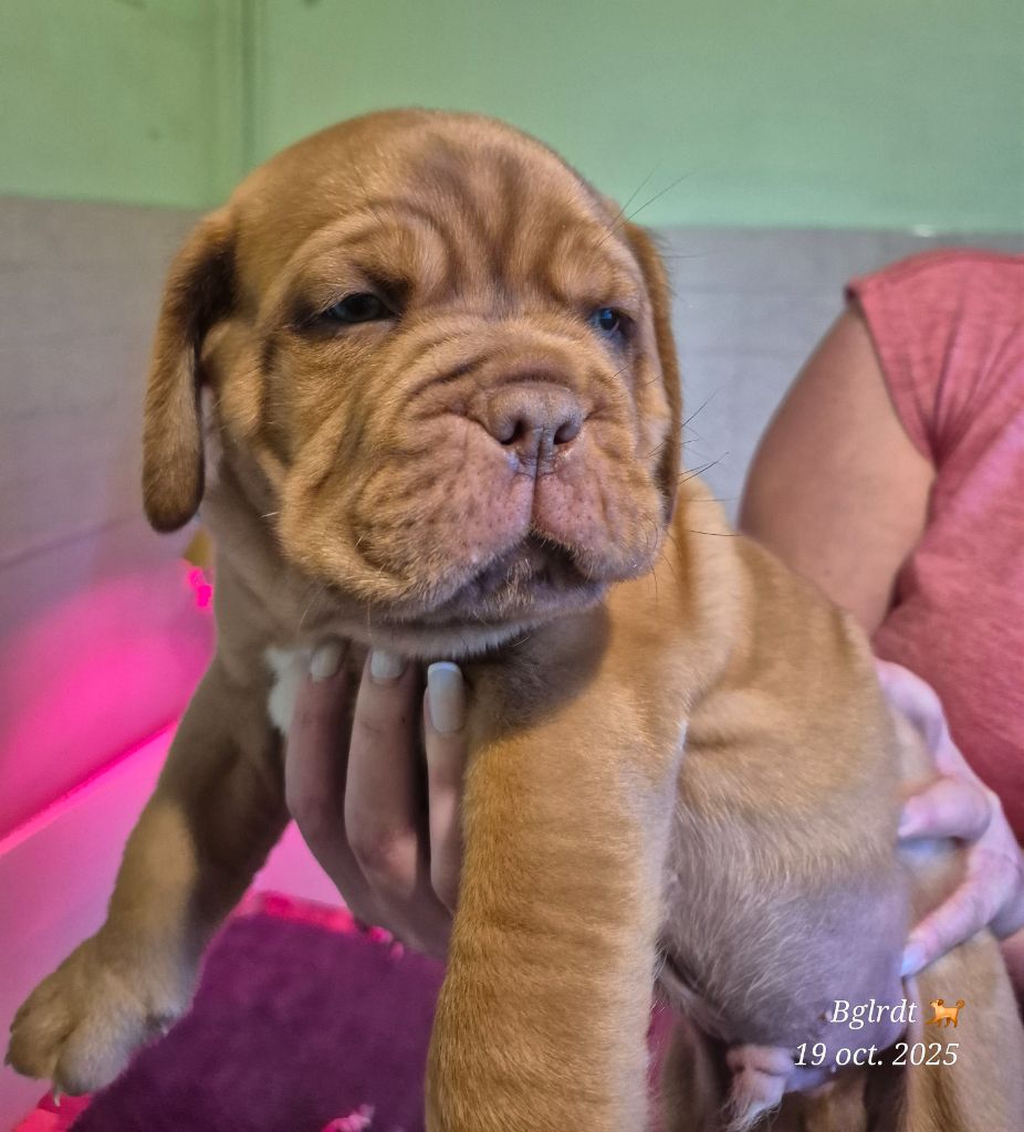 Des Terres Sacrées De Ty Scao - Chiots disponibles - Dogue de Bordeaux